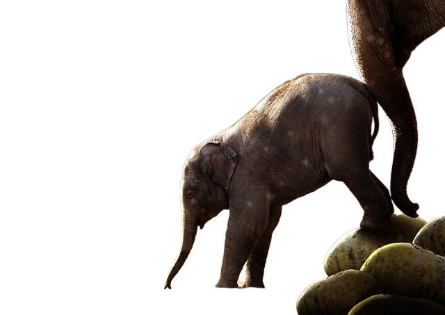elephant, watering hole, baby elephant 大象、酒吧、小象