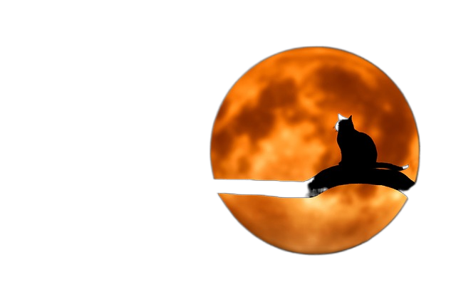 tree, cat, silhouette 树,猫,轮廓