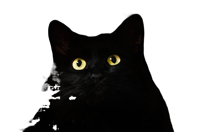cat's eyes, cat, black 猫的眼睛,猫,黑色的