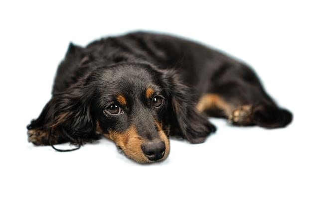 dog, puppy, sofa 狗,小狗,沙发