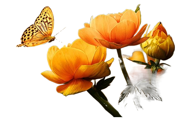 flowers, butterfly, silver washed fritillary 花朵、蝴蝶、银洗贝母