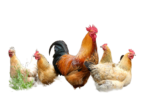 chickens, birds, poultry 鸡、鸟、家禽