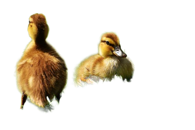 ducklings, young, ducks 小鸭,年轻,鸭子