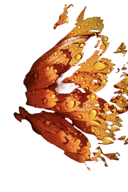 flower, petals, drops