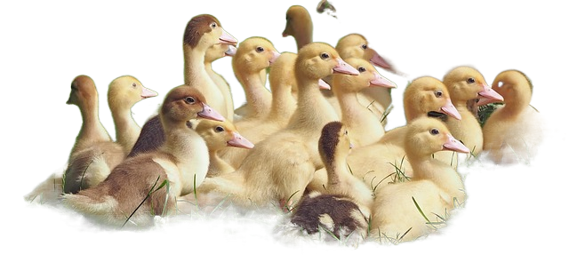 chicks, geese, birds 小鸡、鹅、鸟