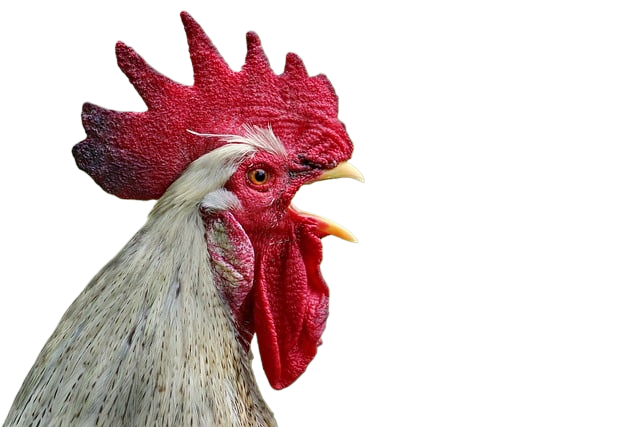 cockscomb, chicken, rooster