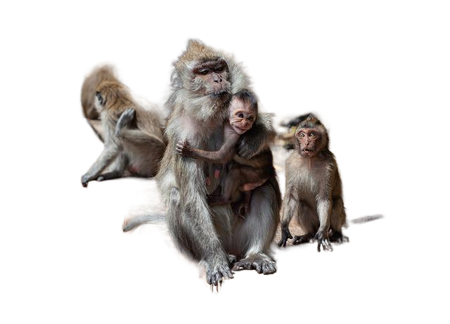 long tailed macaque, crab-eating macaque, macaque 长期跟踪猕猴,crab-eating猕猴,猕猴