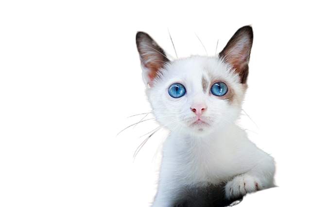 kitten, nature, blue eyes