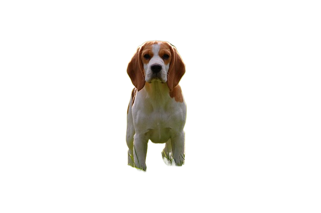 dog, puppy, beagle