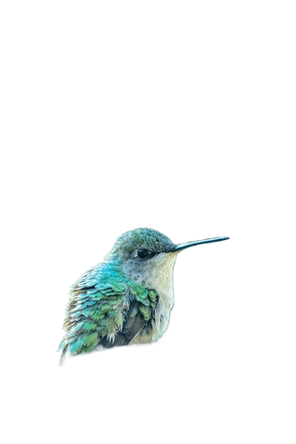 hummingbird, lock screen wallpaper, bird