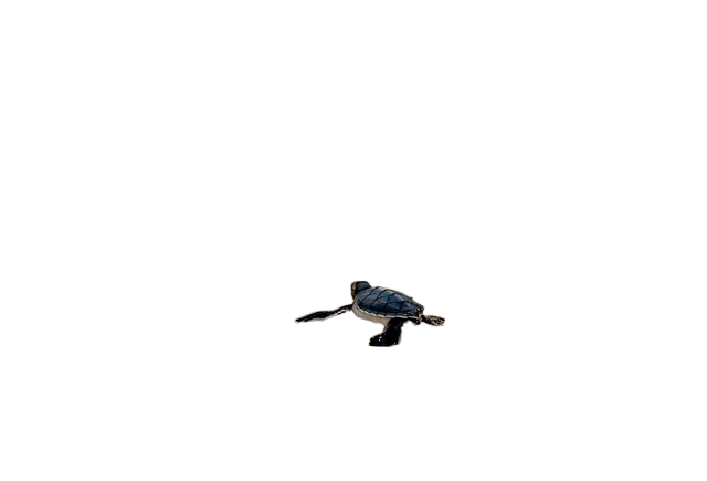 turtle, baby turtle, beach 乌龟,小乌龟,海滩