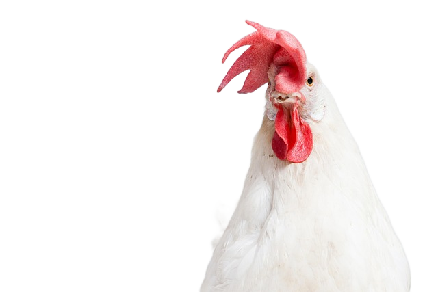 bird, ornithology, chicken 鸟,鸟类,鸡肉