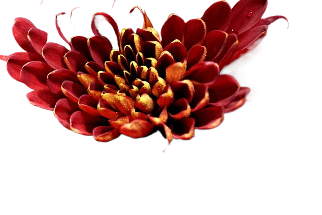 chrysanthemum, flower wallpaper, red