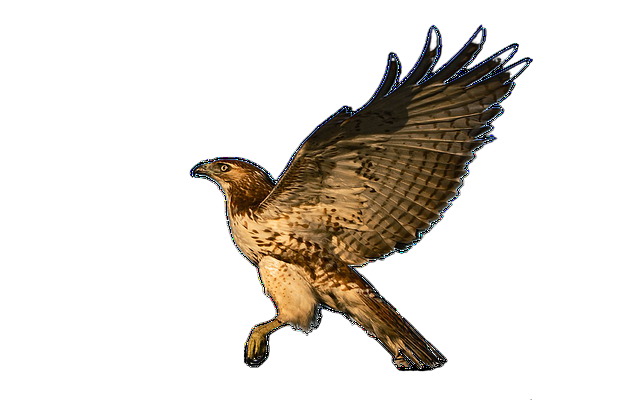 hawk, flight, raptor