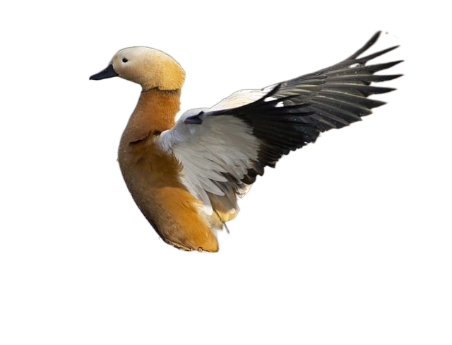 ruddy shelduck, bird, lake 红润的雌麻鸭,鸟,湖