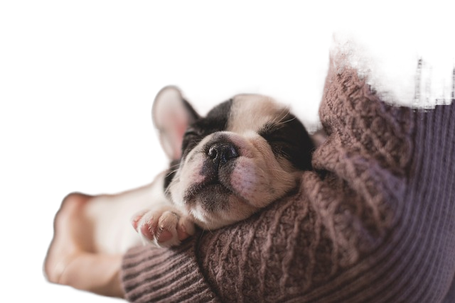 puppy, sleeping, pet