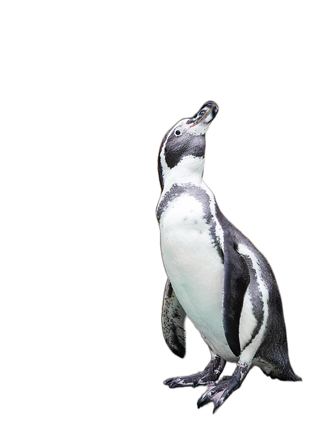 penguin, bird, animal 企鹅,鸟,动物