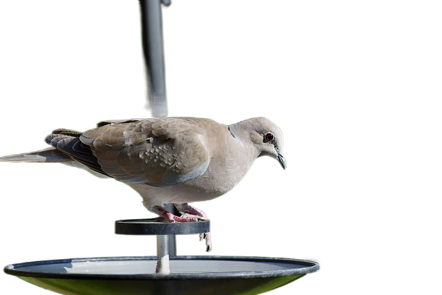 turkey pigeon, dove, bird bath 土耳其的鸽子,鸽子,小鸟浴盆