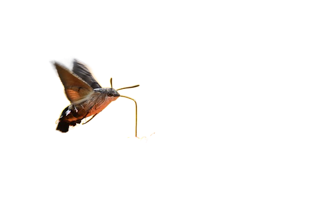hummingbird hawk moth, moth, blossom 蜂鸟鹰蛾蛾,开花