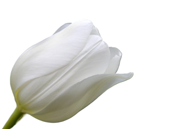flower, tulip, white tulip