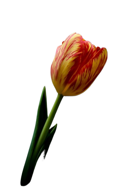tulips, flower, spring