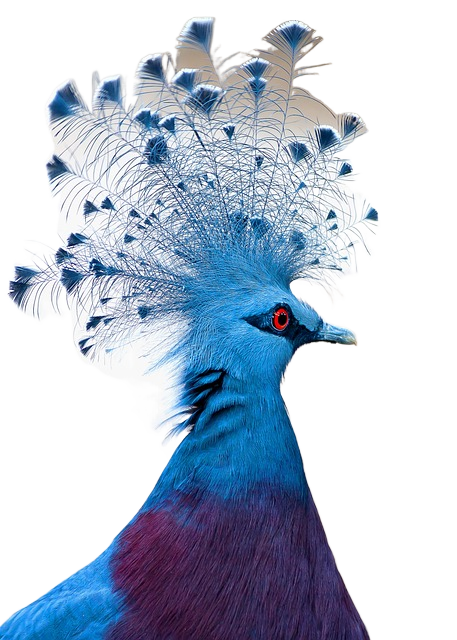 victoria crowned pigeon, bird, animal 维多利亚加冕鸽子,鸟,动物
