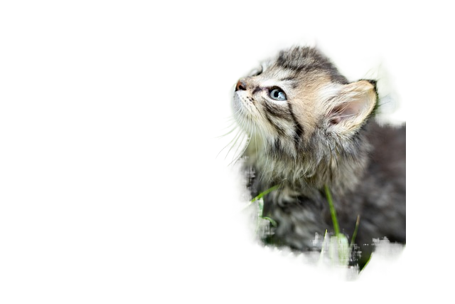 animal, kitten, cat