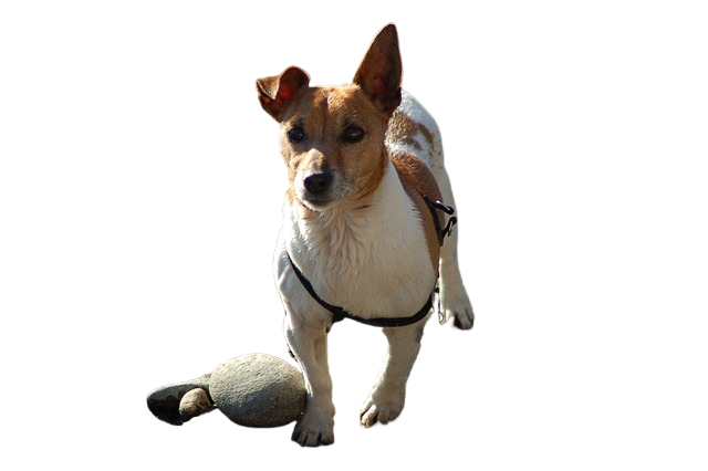 dog, doggie, animal