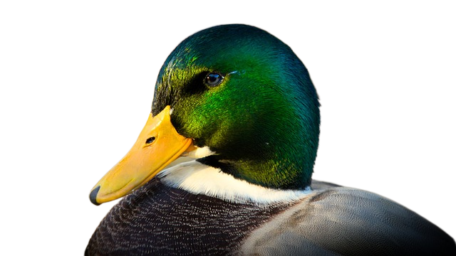 mallard, duck, bird 野鸭、鸭、鸟