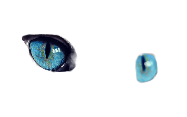 cat, cat's eyes, blue eyes 猫,猫的眼睛,蓝眼睛