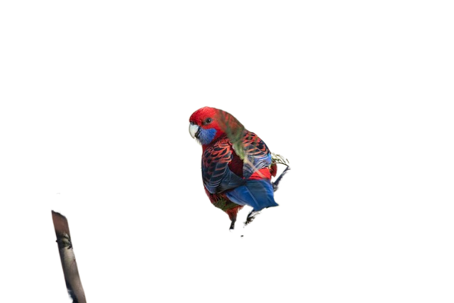 crimson rosella, parrot, branch 深红色的玫瑰鹦鹉,鹦鹉,分支