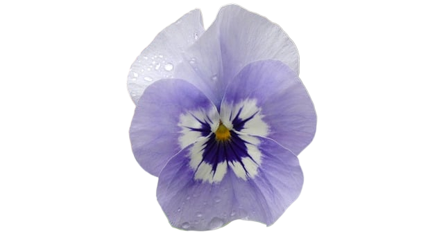flower, pansy, botany