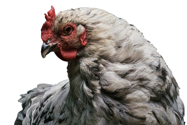 chicken, hen, poultry 鸡肉,鸡,家禽